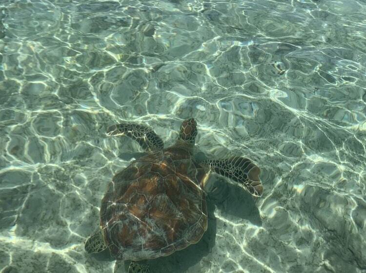 Hotel La Cocoteraie Ecolodge  Glamping