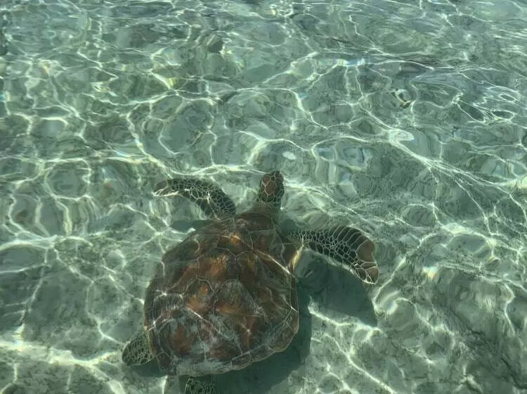 ホテル La Cocoteraie Ecolodge Glamping