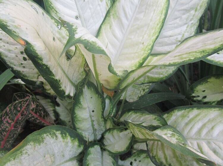 酒店 Islandfront Cottages