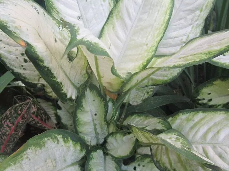 فندق Islandfront Cottages