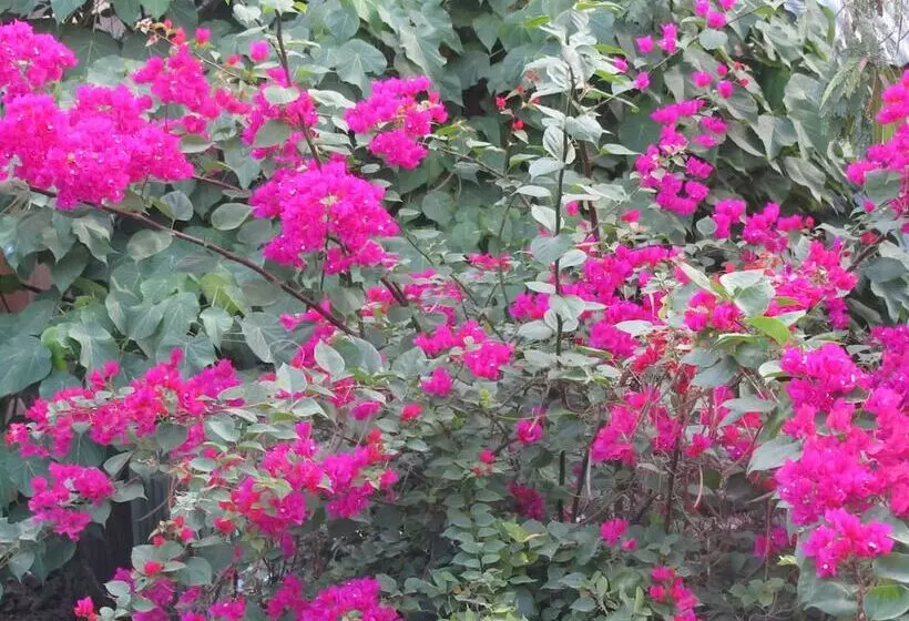 فندق Islandfront Cottages