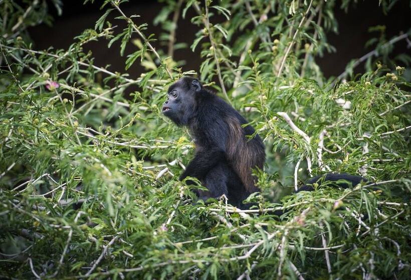 Rio Perdido Hotel & Thermal River