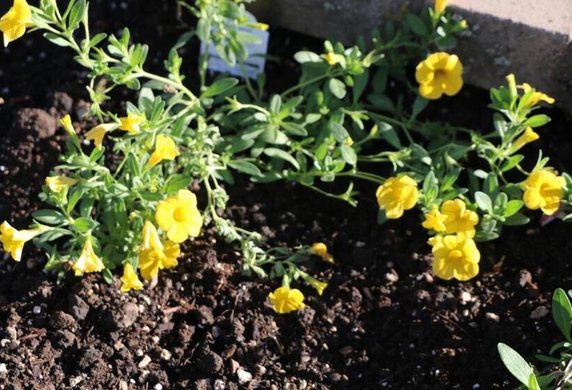 汽车旅馆  Rice Hill Inn