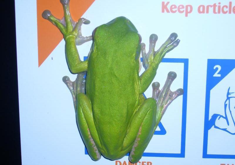 호텔 A Tropical Escape Bed & Breakfast