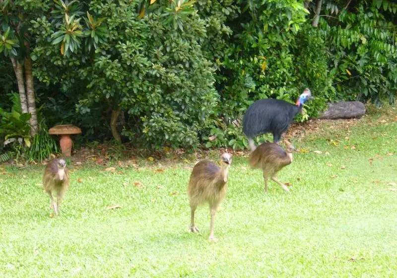 Отель A Tropical Escape Bed & Breakfast