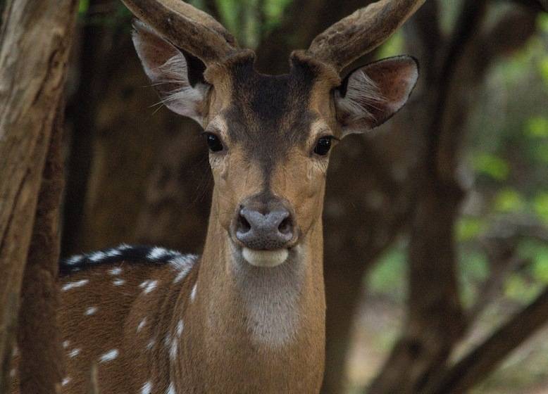בית מלון כפרי Jetwing Jungle Lodge