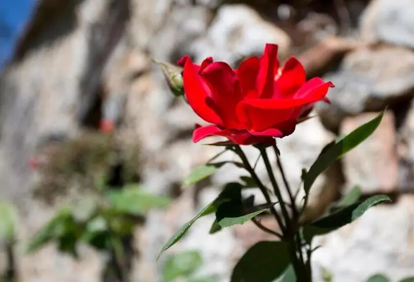 Отель Novelleto