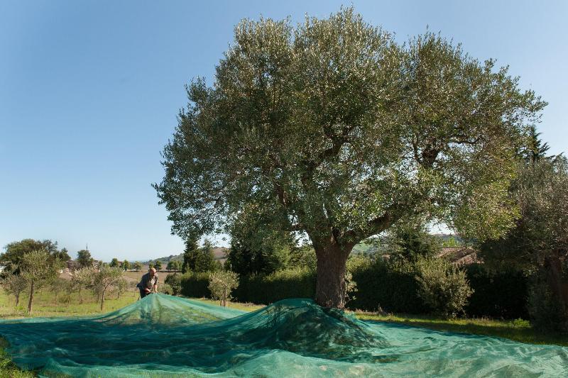 Villa Coralia Agriturismo