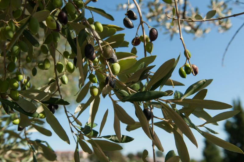 Villa Coralia Agriturismo