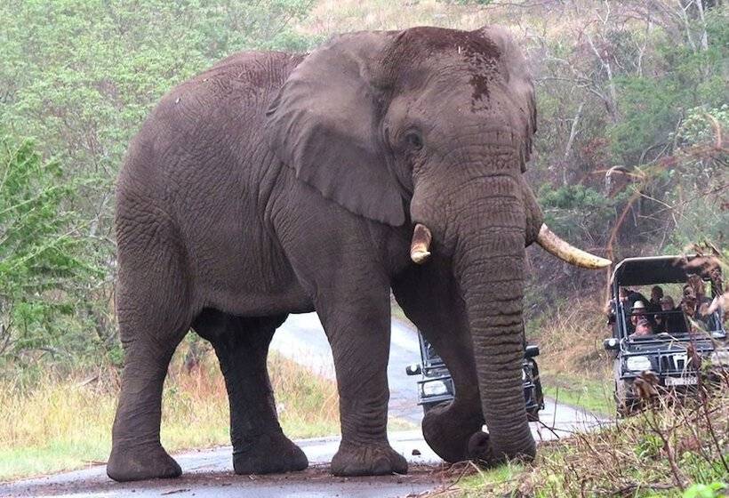 ホテル Leopard Walk Lodge