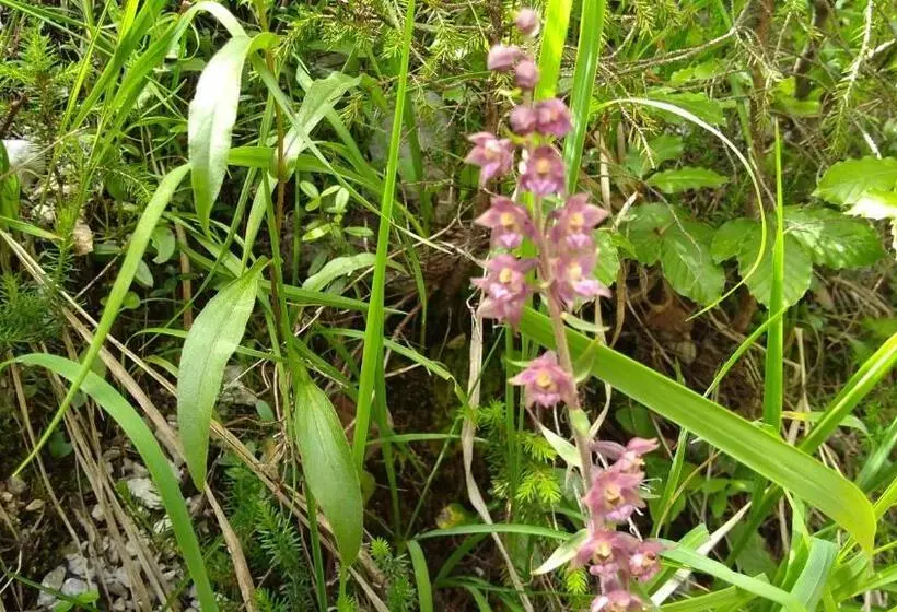 ペンション Haus Hepi B&b