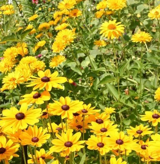 Aamiaismajoitus (B&B) Arcadia House Bed&breakfast