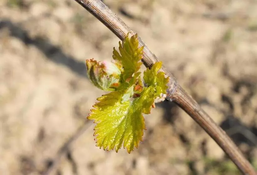 Domaine Joseph Lafarge Wine Resort Oeno Tonneaux Expérience