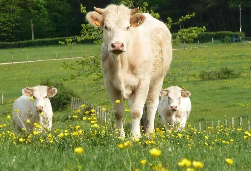 Domaine Joseph Lafarge Wine Resort Oeno Tonneaux Expérience