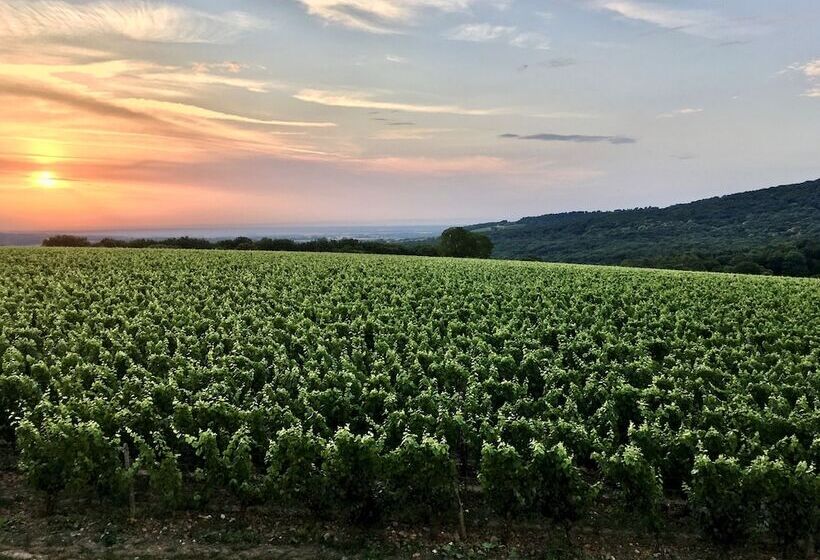 Domaine Joseph Lafarge Wine Resort Oeno Tonneaux Expérience