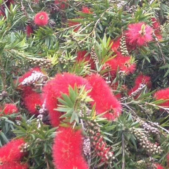 ホテル Goondiwindi Holiday Park