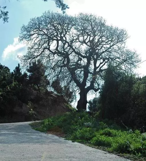 ホテル La Fattoria