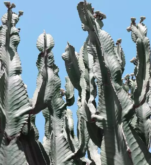 Hotelli Le Petit Hôtel Du Flouka