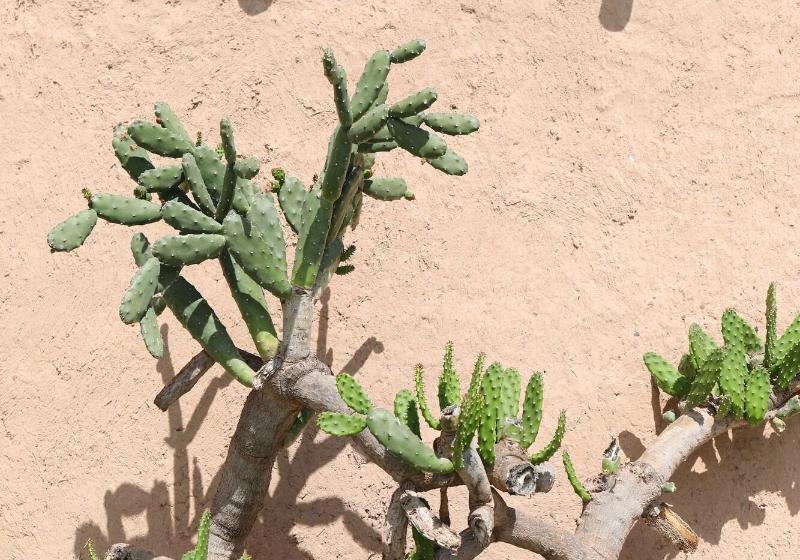 فندق Le Petit Hôtel Du Flouka