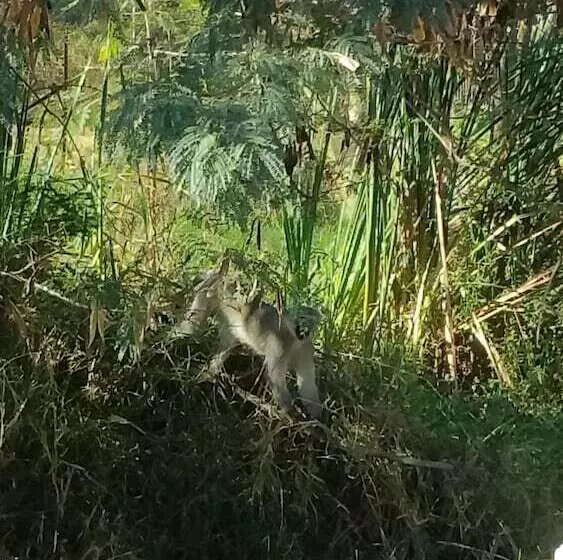 Raptors Wildlife Escapes