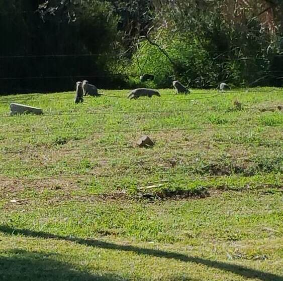 Raptors Wildlife Escapes