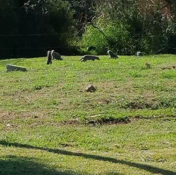 Raptors Wildlife Escapes