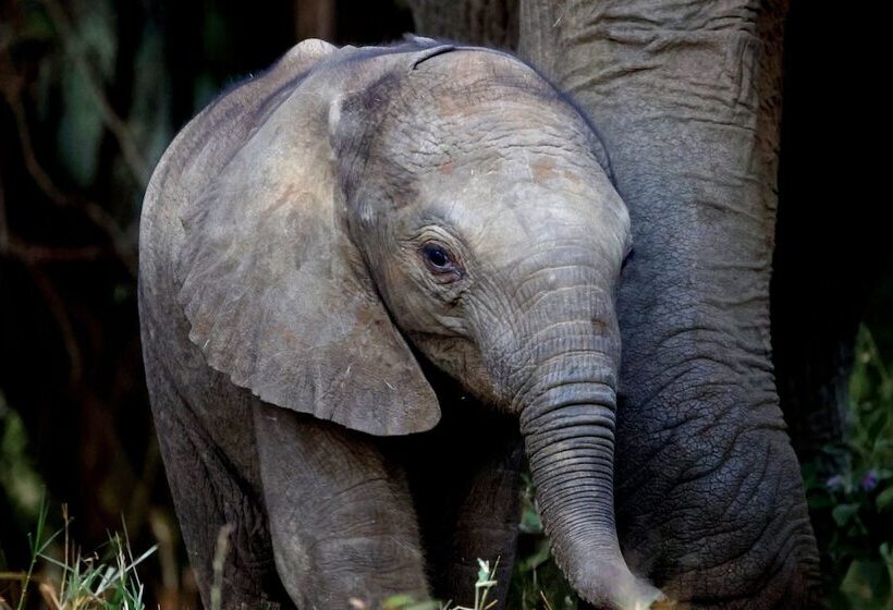 בית מלון כפרי Karongwe Portfolio   Karongwe River Lodge