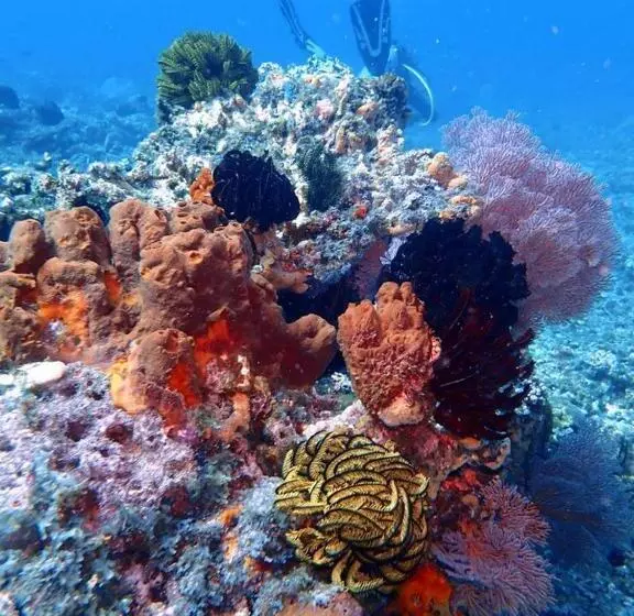 Hotelli Oceans 5 Dive Resort