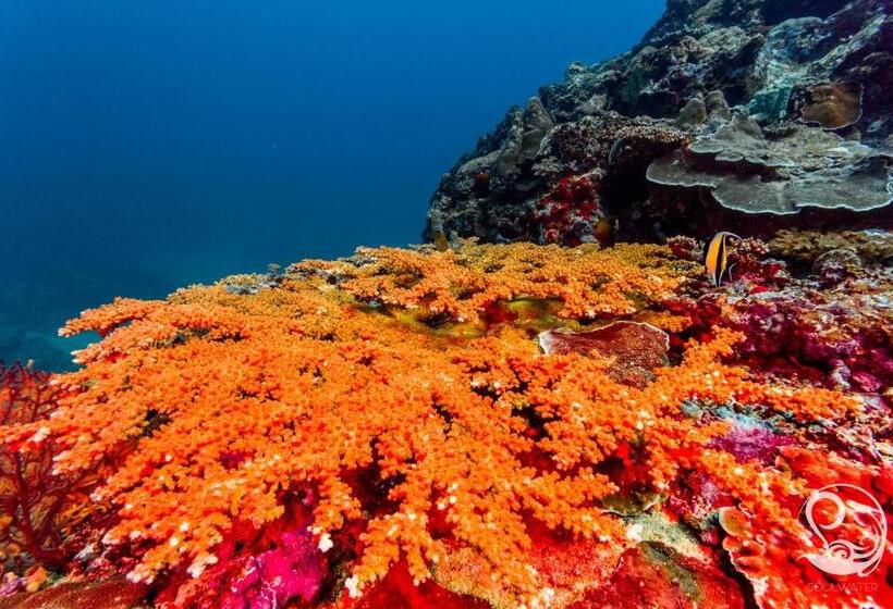 בית מלון כפרי Oceans 5 Dive Resort