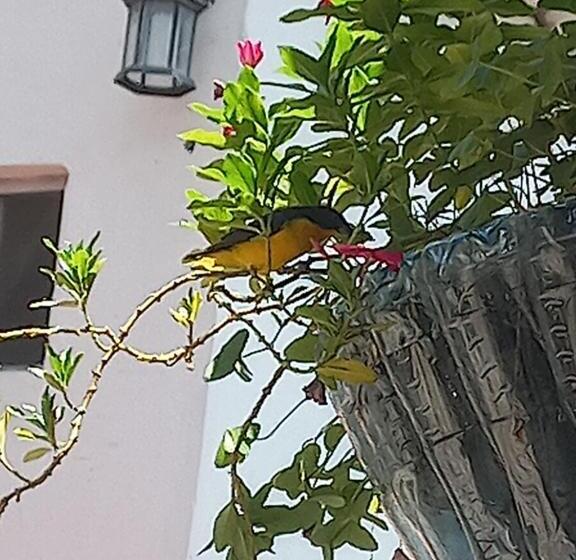 هتل Villa Maritza