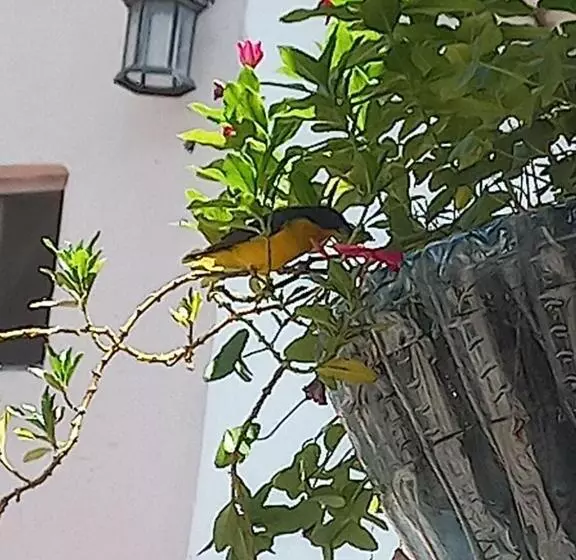 ホテル Villa Maritza