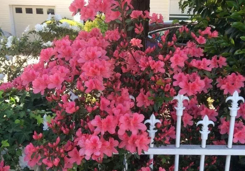 ペンション North Ryde Guesthouse