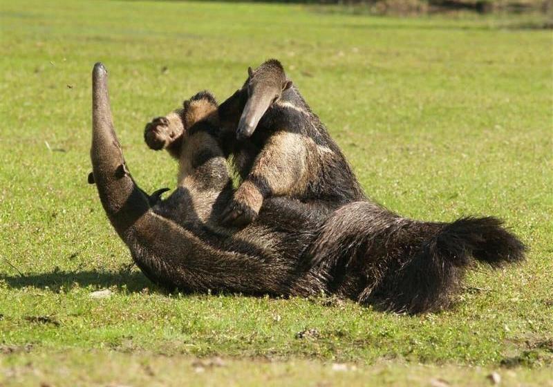ホテル A Pousada Do Rio Mutum