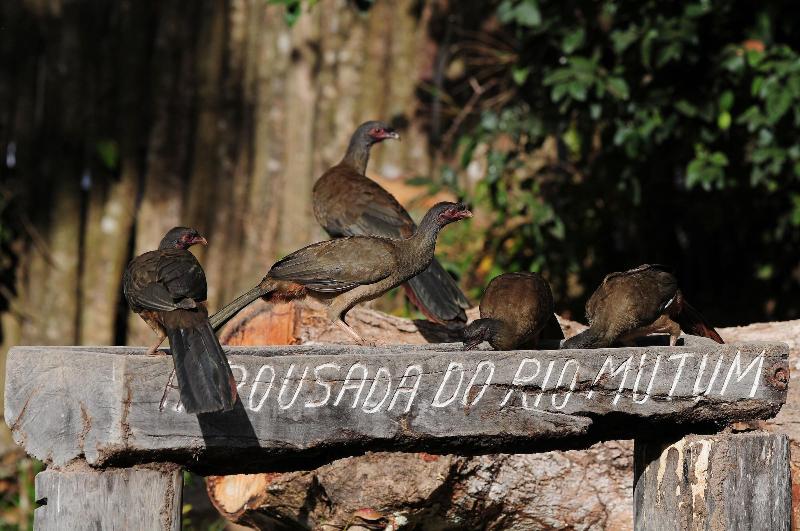 ホテル A Pousada Do Rio Mutum