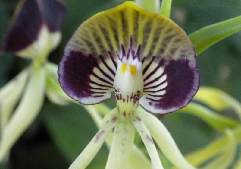 酒店 Table Rock Jungle Lodge