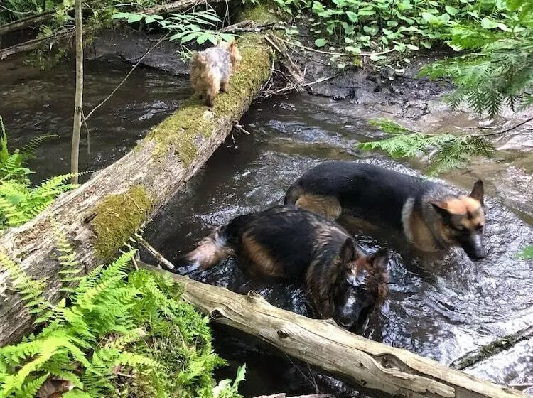 Aamiaismajoitus (B&B) Caledon Manor And Country Inn