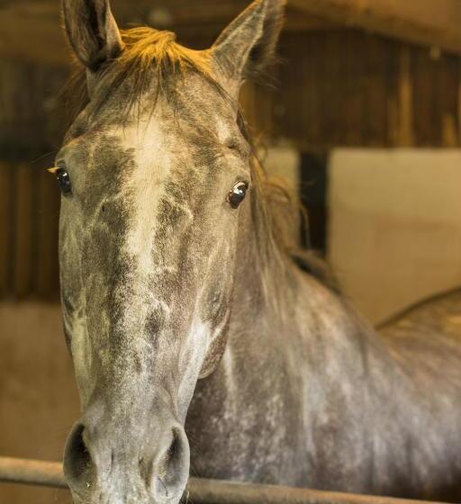 호텔 Restaurant Häsfeld