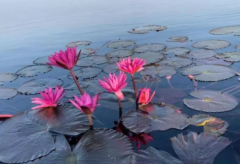 Aamiaismajoitus (B&B) Bkl Happy World