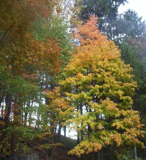 Bed and Breakfast Cozy Creek Inn