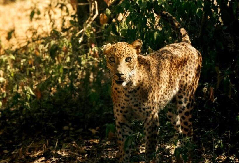 Pensió Bay Surf Hostel
