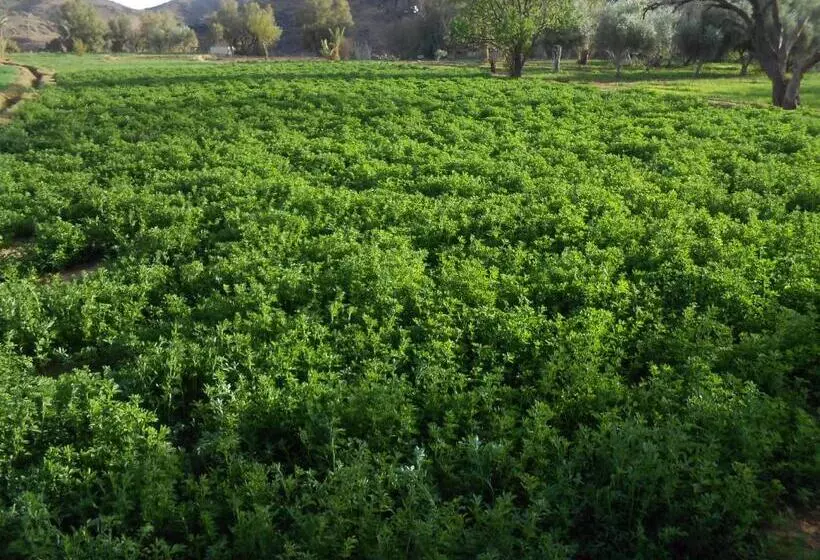 Majatalo Gite D Etape Sidi Flah