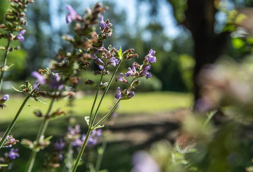 هتل Hôtel Mas Valentine