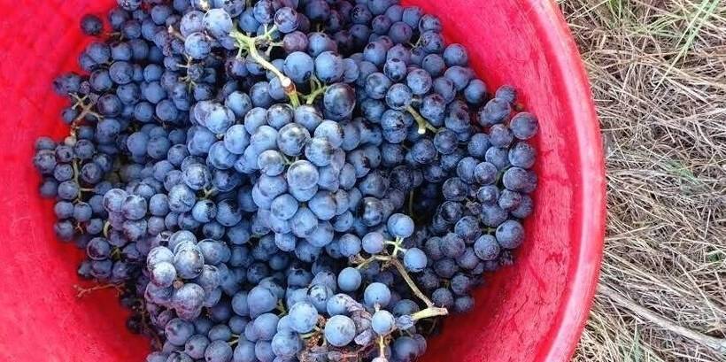 ホテル Agriturismo Tenuta La Fratta