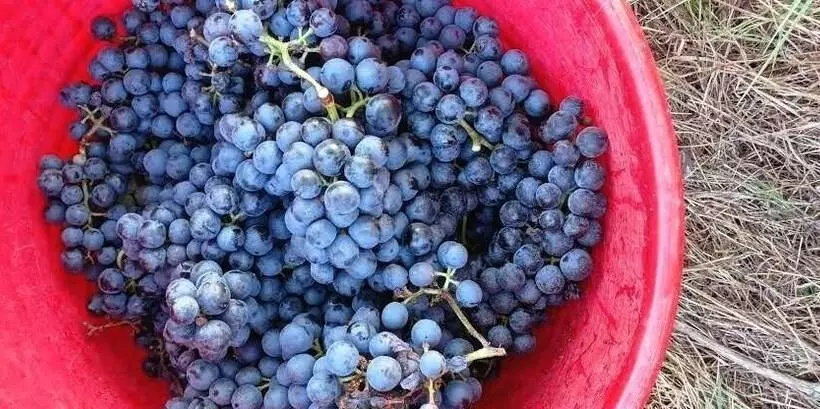 ホテル Agriturismo Tenuta La Fratta