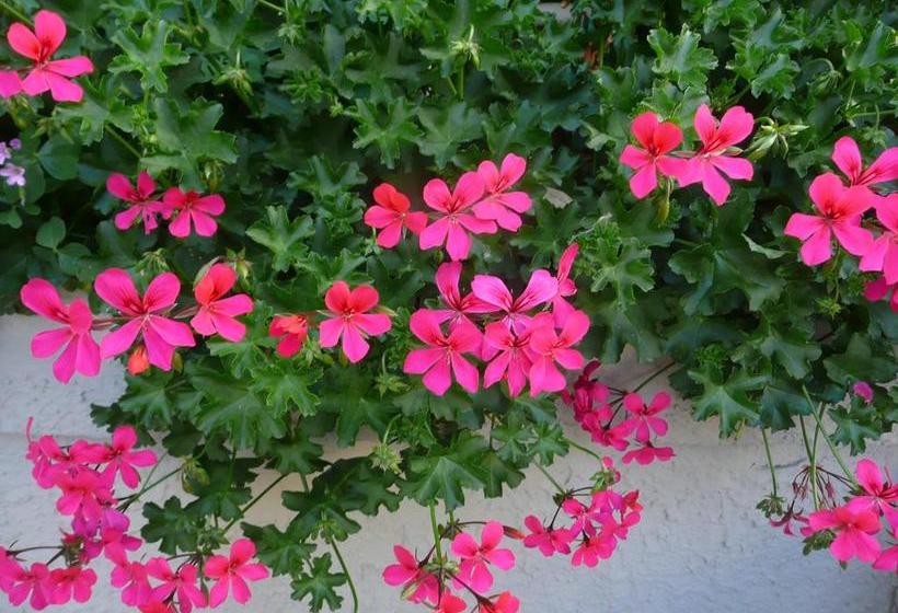 בית מלון כפרי Belsoggiorno