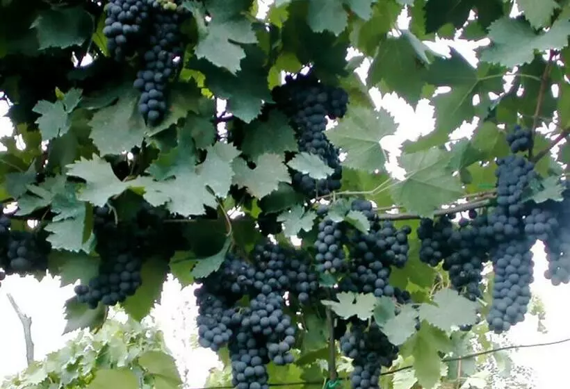 ホテル Agriturismo Casale Il Caggio