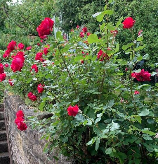 Ellen House Bed And Breakfast