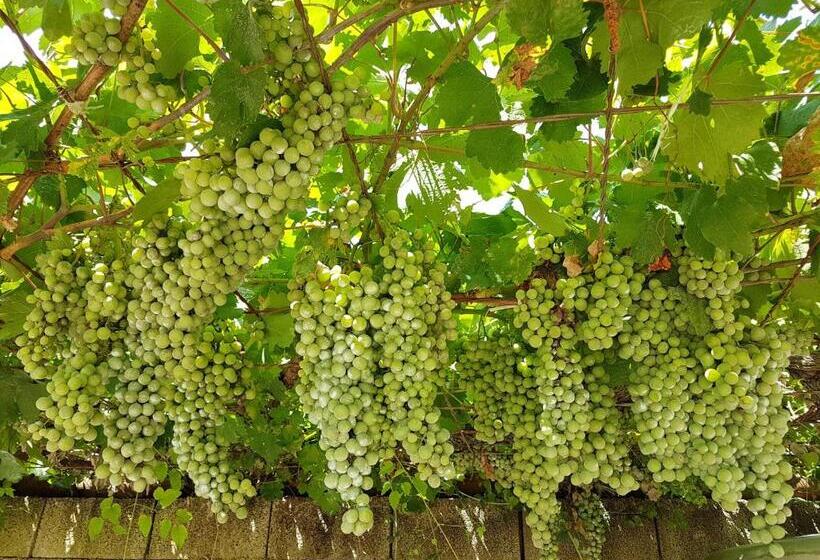 Agriturismo Il Drago