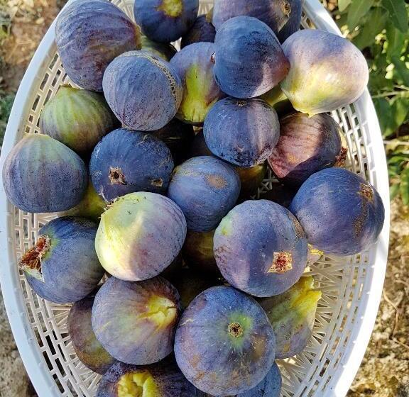 Agriturismo Il Drago