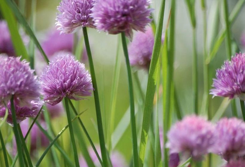 The Old Forge Bed & Breakfast